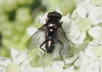 Rhinophora-lepida
